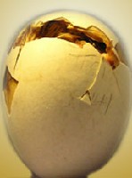 Rozłupana skorupka jaja w momencie klucia.