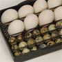 Rozkład jaj lęgowych w inkubatorze 20 Advance