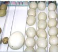 Regulowana taca lęgowa inkubatora PIO