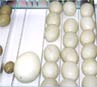 Regulowana taca lęgowa inkubatora PIO