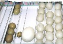 Taca uniwersalna 50 półautomatyczna do inkubatorów iBator